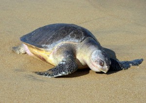 Photos of Olive Ridley Sea Turtle