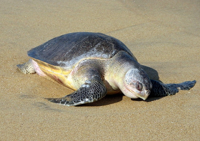 Olive Ridley Turtle