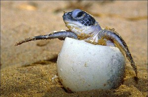 Pictures of Olive Ridley Sea Turtle