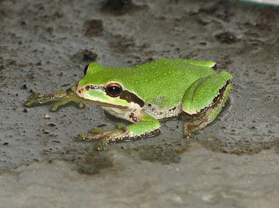 Pictures of Pacific Tree Frog