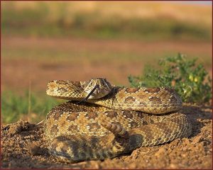 Images of Prairie Rattlesnake