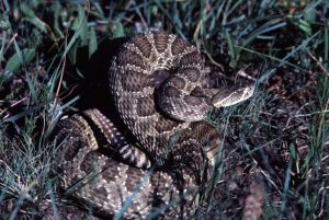 Photos of Prairie Rattlesnake