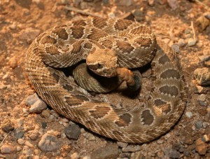 Pictures of Prairie Rattlesnake