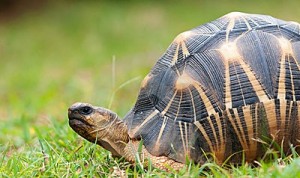 Images Radiated Tortoise