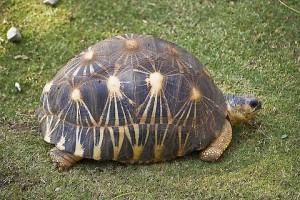 Photos Radiated Tortoise