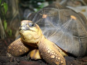 Pictures of Radiated Tortoise