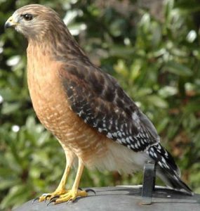 Red-shouldered Hawk Picture