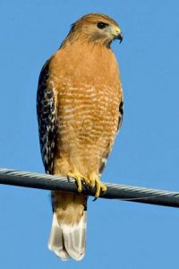 Photos of Red-shouldered Hawk