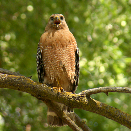 Pictures of Red-shouldered Hawk