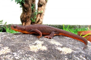 Rough Skinned Newt Picture