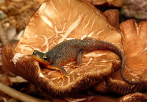 Images of Rough Skinned Newt