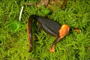 Photos of Rough Skinned Newt