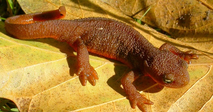 Pictures of Rough Skinned Newt