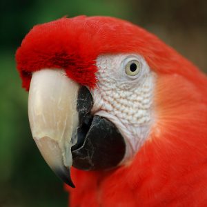 Images of Scarlet Macaw