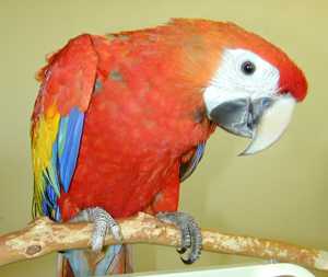 Photos of Scarlet Macaw