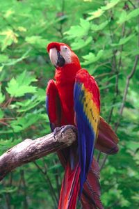 Pictures of Scarlet Macaw