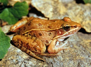 Southern Leopard Frog Picture