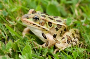 Images of Southern Leopard Frogs