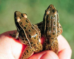 Pictures of Southern Leopard Frogs