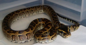 African Rock Python Picture
