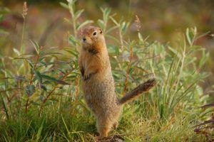 Images of Arctic Ground Squirrel