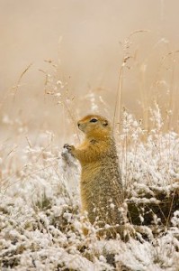 Photos of Arctic Ground Squirrel