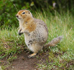 Pictures of Arctic Ground Squirrel