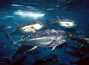 Images of Bigeye tuna