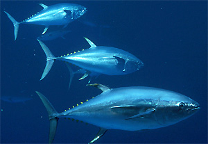 Photos of Bigeye tuna