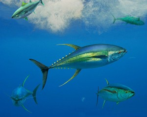 Pictures of Bigeye tuna