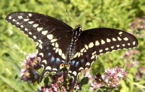 Black Swallowtail Picture