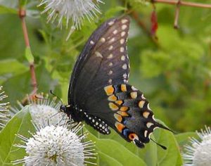 Images of Black Swallowtail