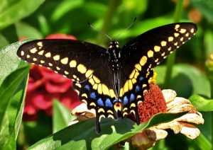 Photos of Black Swallowtail