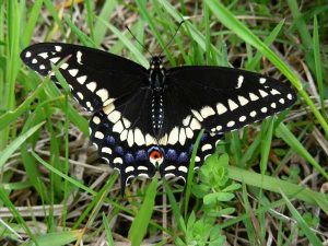 Pictures of Black Swallowtail