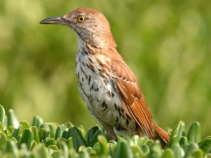 Brown Thrasher Picture