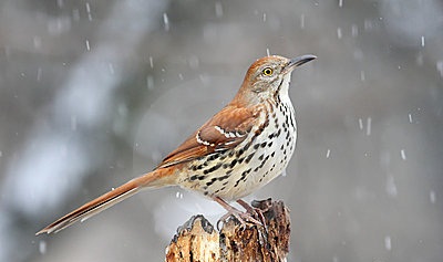 brown thrasher bird birds georgia state backyard choose board animalspot