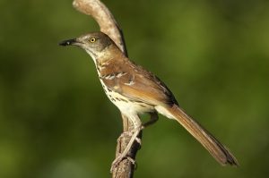 Photos of Brown Thrasher