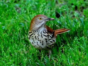 Pictures of Brown Thrasher