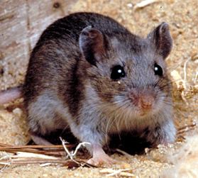 Photos of Deer Mouse