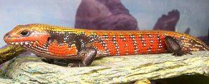 Images of Fire Skink