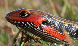 Fire Skink Picture