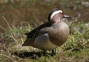 Garganey Picture