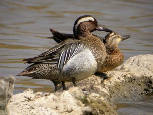 Images of Garganey