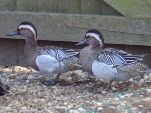 Photos of Garganey