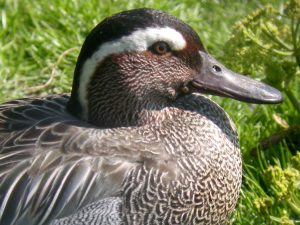 Pictures of Garganey