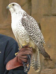 Gyrfalcon Picture