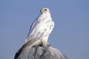 Images of Gyrfalcon