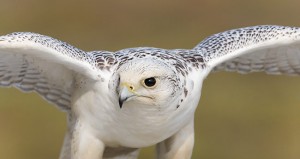 Photos of Gyrfalcon