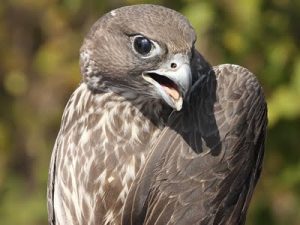 Pictures of Gyrfalcon