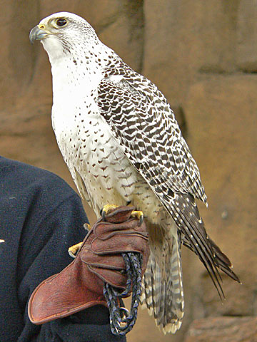 gyrfalcon size comparison